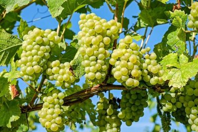10 health benefits of grapes